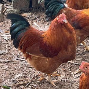 三亚海迎农产品销售中心 连接碧海蓝天与绿色餐桌的纽带