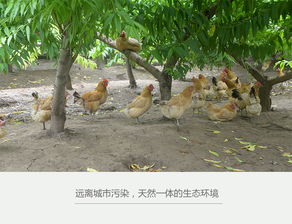 鹿邑农家散养土鸡蛋——天然健康的农产品选择