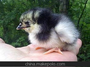 四川土鸡苗供应商与批发市场分析 价格趋势与家禽销售渠道