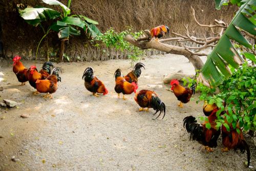 辞掉大城市体面工作回乡养鸡，年销售额600万的农产品创业之路