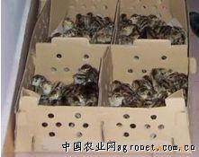 掘金云南山鸡养殖新蓝海 携手昆明东之林，共拓畜牧家禽代理新篇章