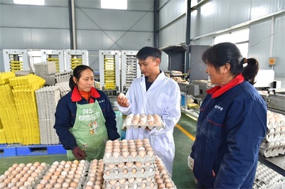 荆州区企业荣膺粤港澳大湾区“菜篮子”产品加工企业认定，优质农产品直通湾区餐桌