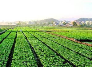 关于有机农产品你必须知道的那些事